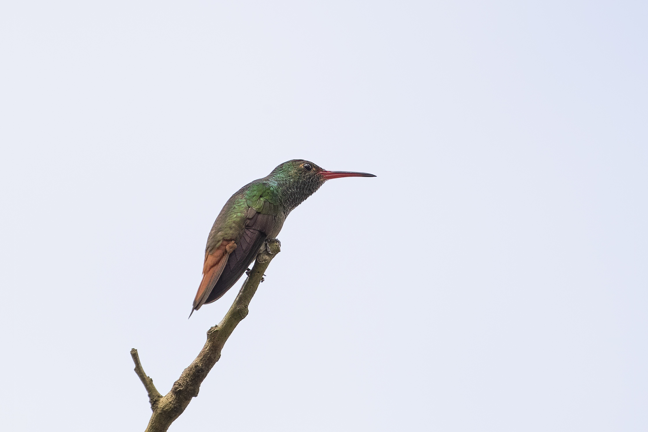 Rufous-tailed Hummingbird